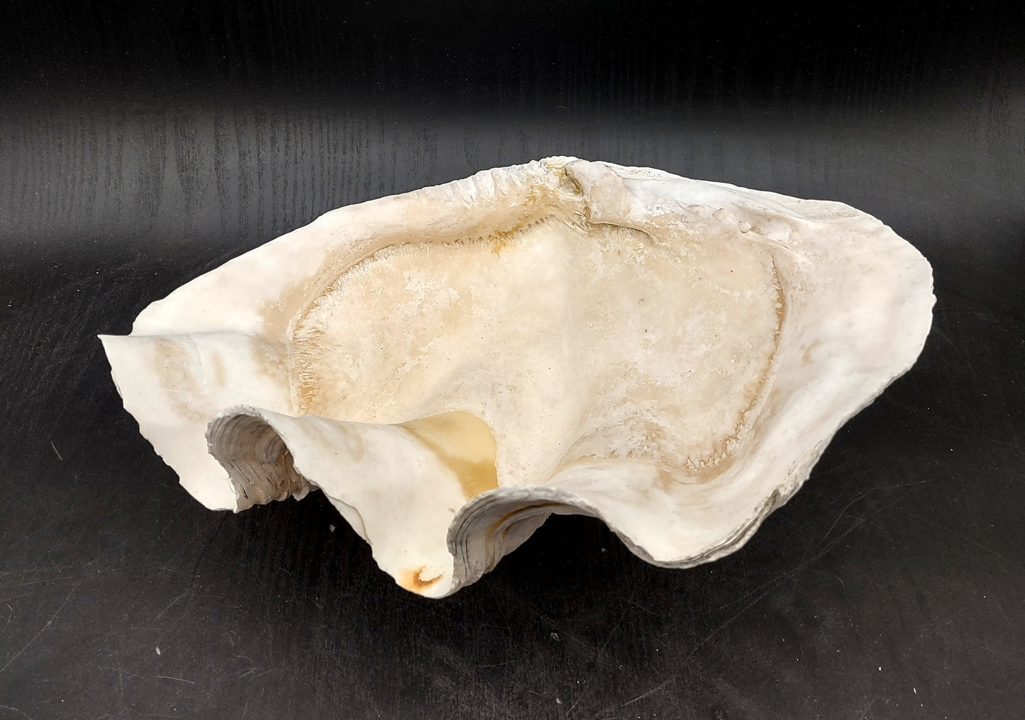 Giant clam shell individual specimen. Copyright 2024 SeashellSupply.com