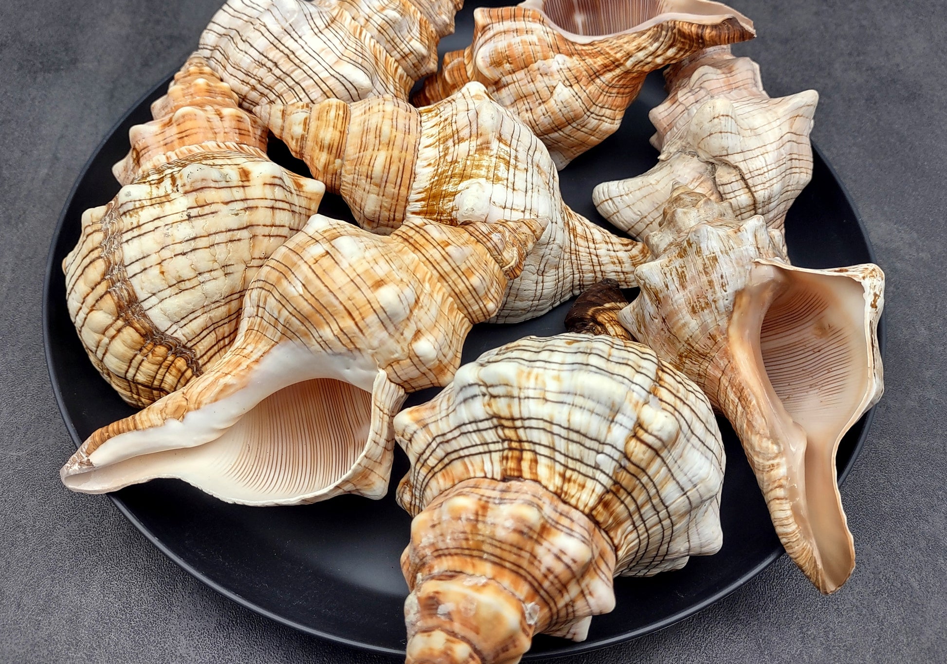 Large Fox Shell Fasciolaria Trapezium (1 shell approx. 5-6 inches) 1 shell with varying shades of white, orange and brown. Copyright 2022 SeaShellSupply.com.