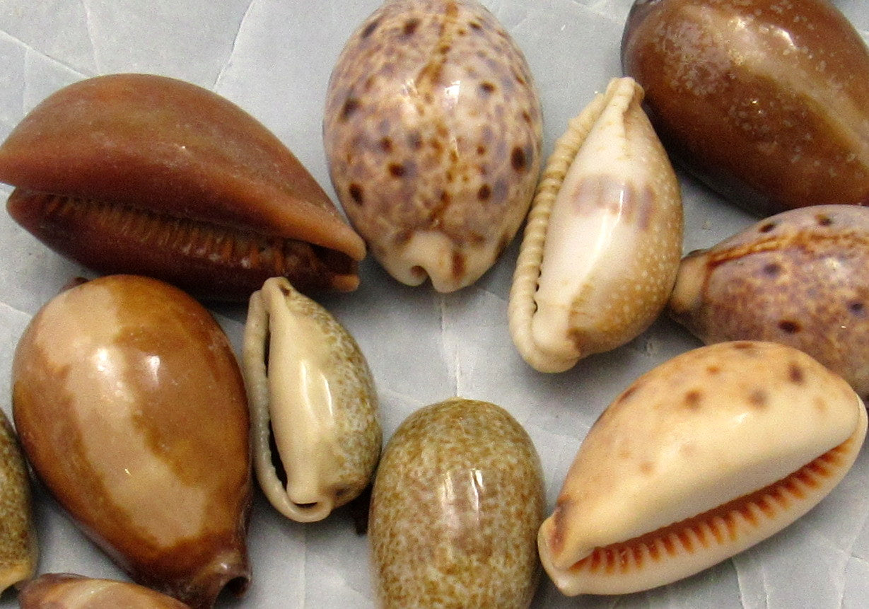 Cowrie Seashells Assorted Mix (Half cup approx. 10+ shells 0.75+ inches) Colorful Variety of Cowrie Shells for coastal crafting & decor!