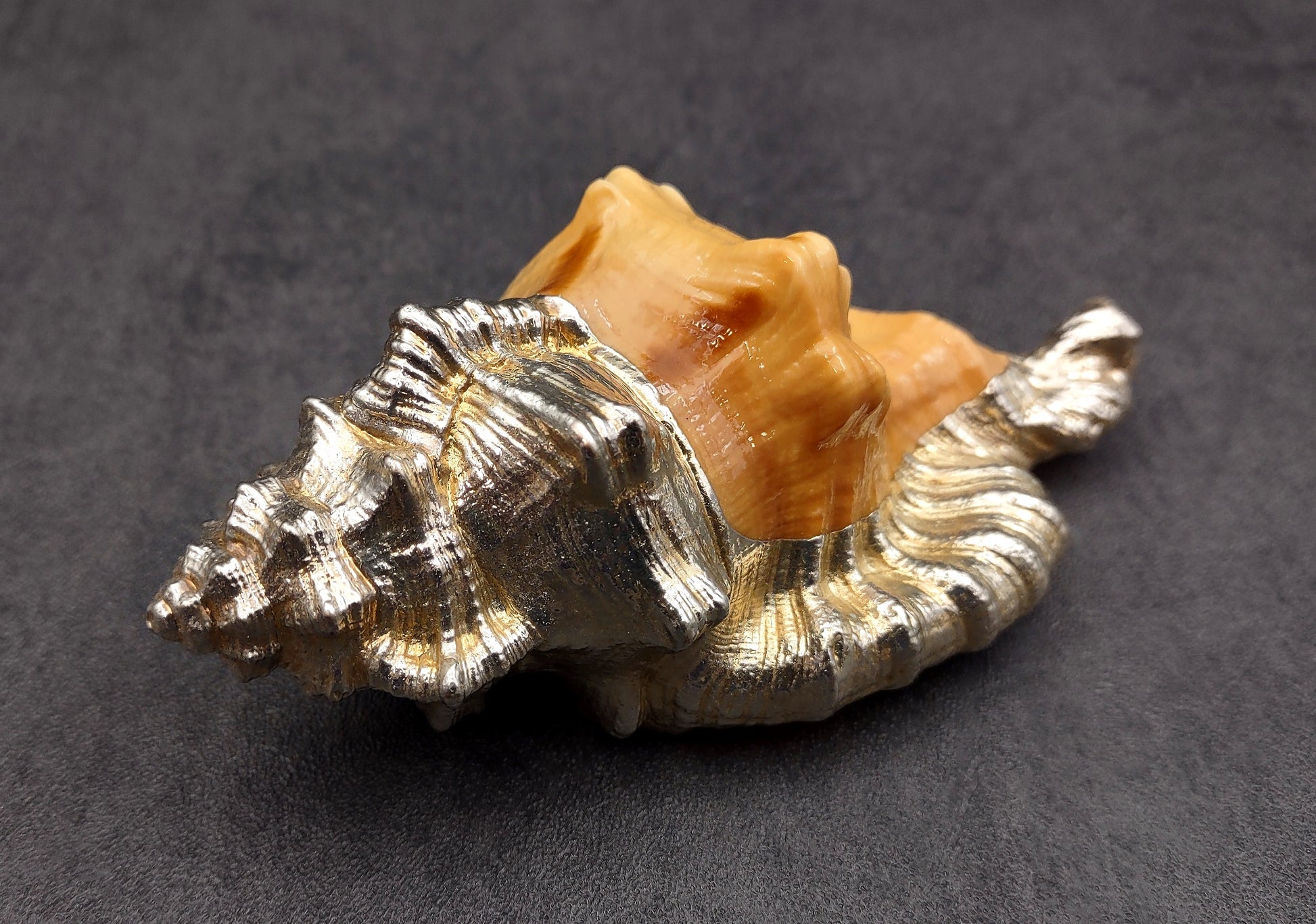 Silver-Plated Black Spotted Triton - Cymatium Latorium - (1 Shell approx. 3-5 inches) Real Triton shell decorated with silver decorative retro art deco! TE-704 Copyright 2024 SeaShellSupply.com