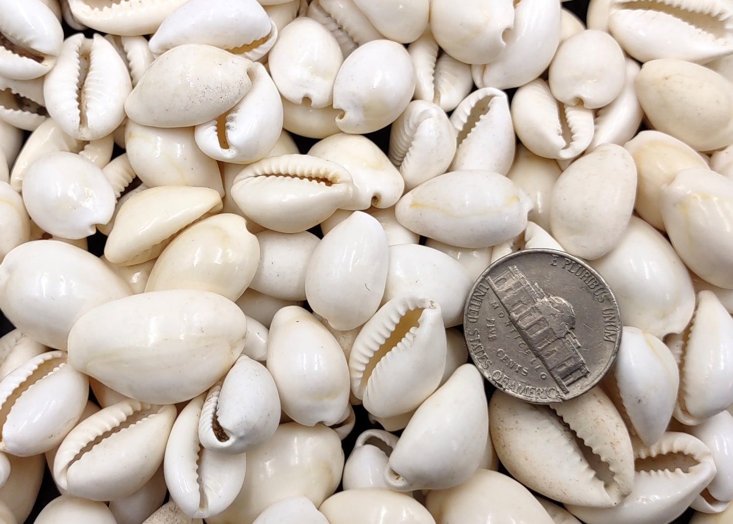 White Cowrie Seashells Bulk Cypraea Annulus (Approx. half cup 40+ shells 0.5+ inches) White Top cowry shells for coastal crafts & jewelry!