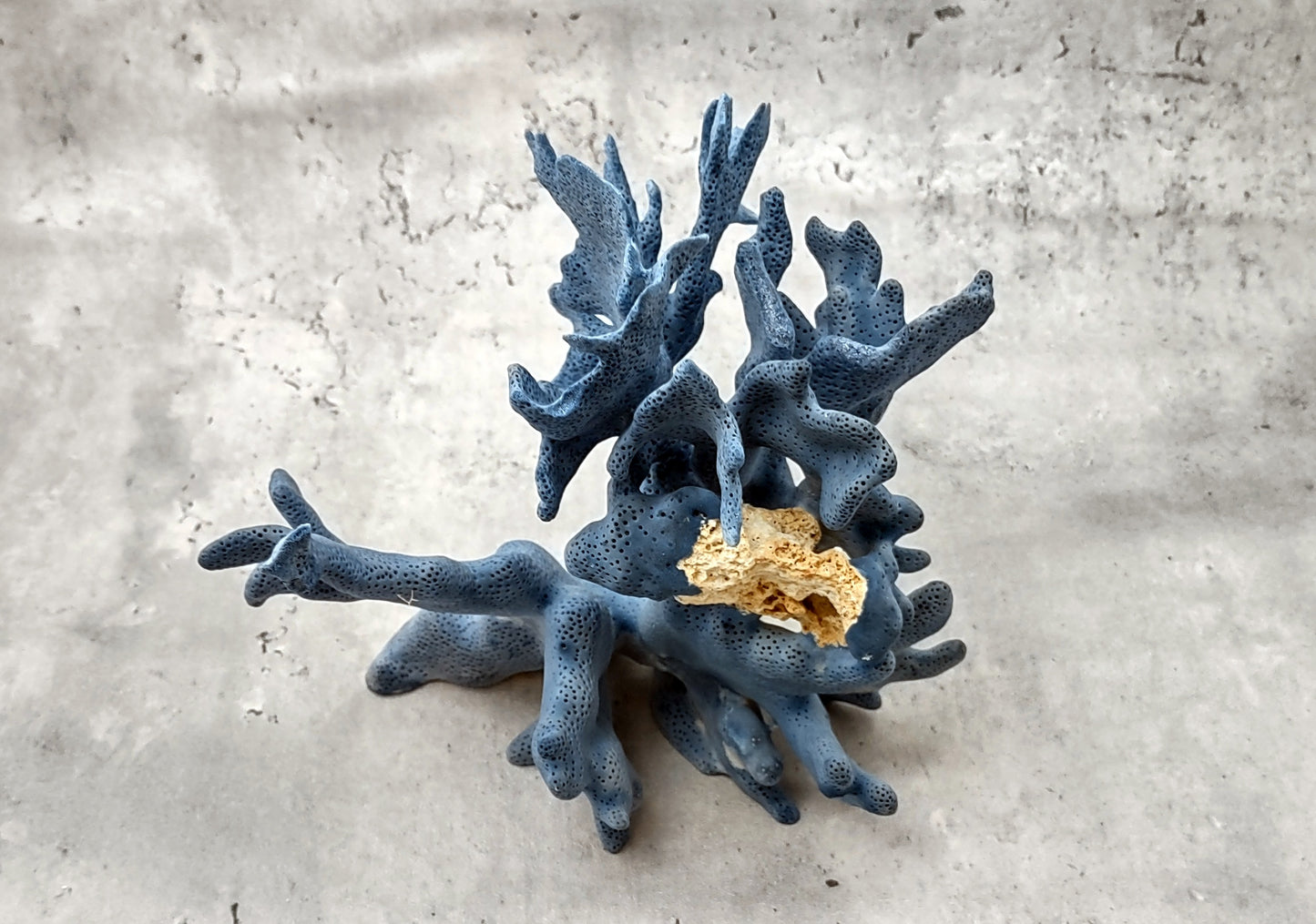 Blue Ridge Coral Cluster (1 coral 7-8+ inches) Great Blue coral cluster for any coastal collection or fun artistic display!
