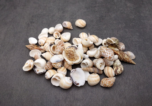 Small Seashell Assorted Ocean Mix (approx. 1 cup 35+ shells 0.50-1.25+ inches) Special shells for coastal crafting and collections!