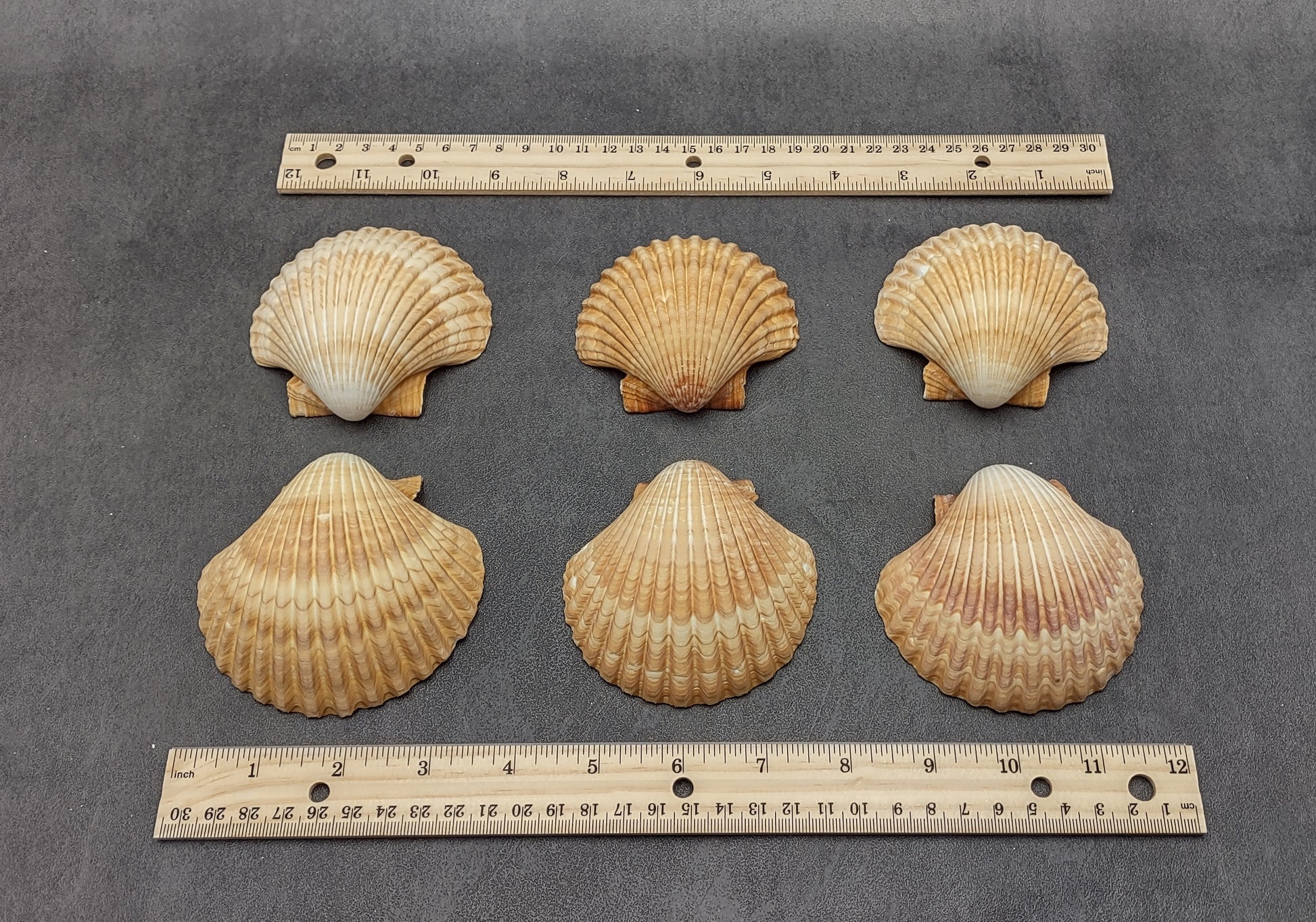 Yellow Cup Scallop Shells - Mexican Pecten Vogdesi - (4 shells approx.  2.5-3 inches)