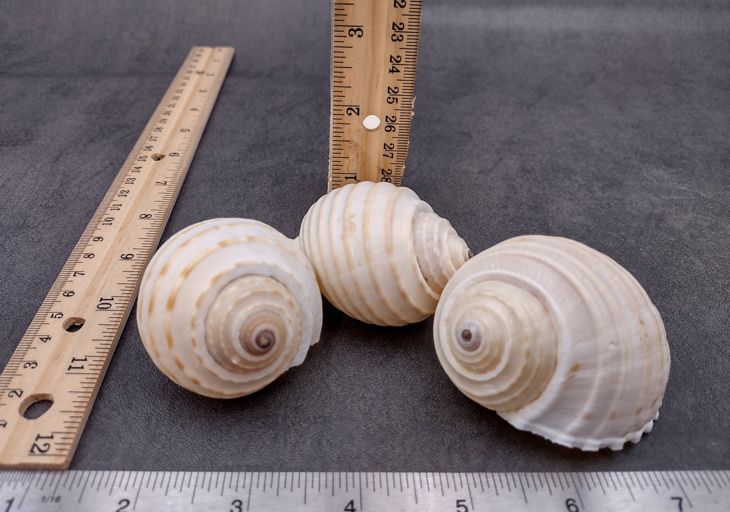Costate Tun Seashells Tonna Allium (3 shells approx. 2+ inches) Great shells for coastal crafting décor & collections!