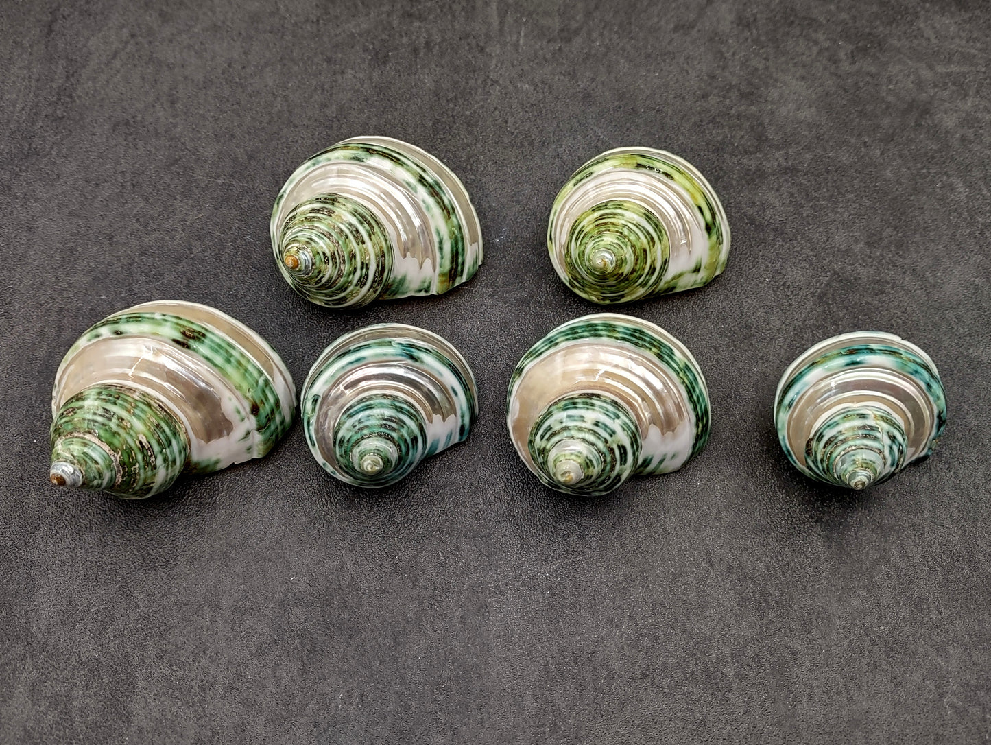 Banded Green Turbo Seashells Turbo Chrysostomus (2 shells approx. 1.5+ inches) Unique shells for coastal crafting décor & collections!