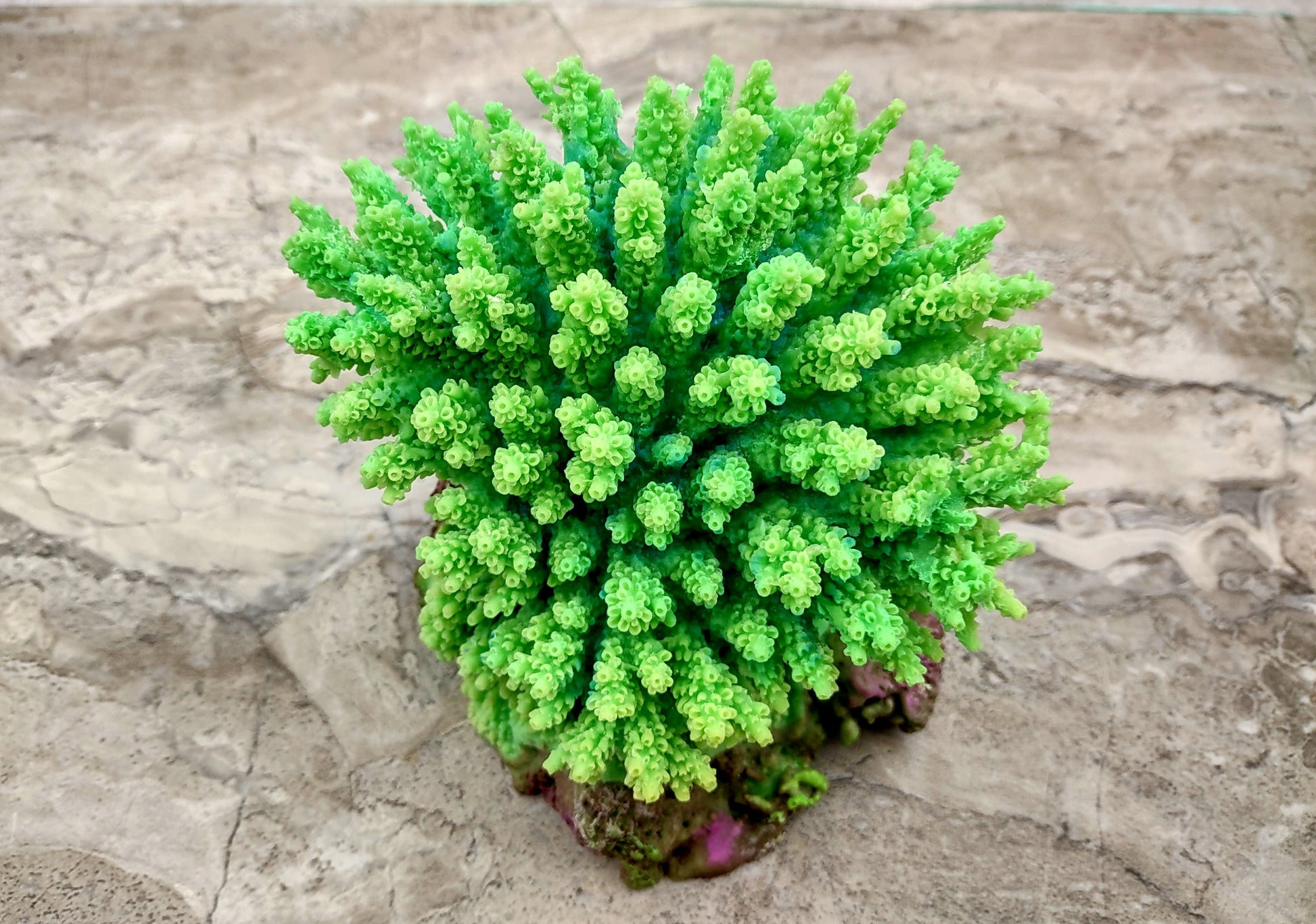 Green FAUX Table Coral - Acropora Hyacinthus - (1 FAUX Coral approx. 5Wx6Dx4T inches). Green thick fluffed coral set on rock. Copyright 2024 SeaShellSupply.co