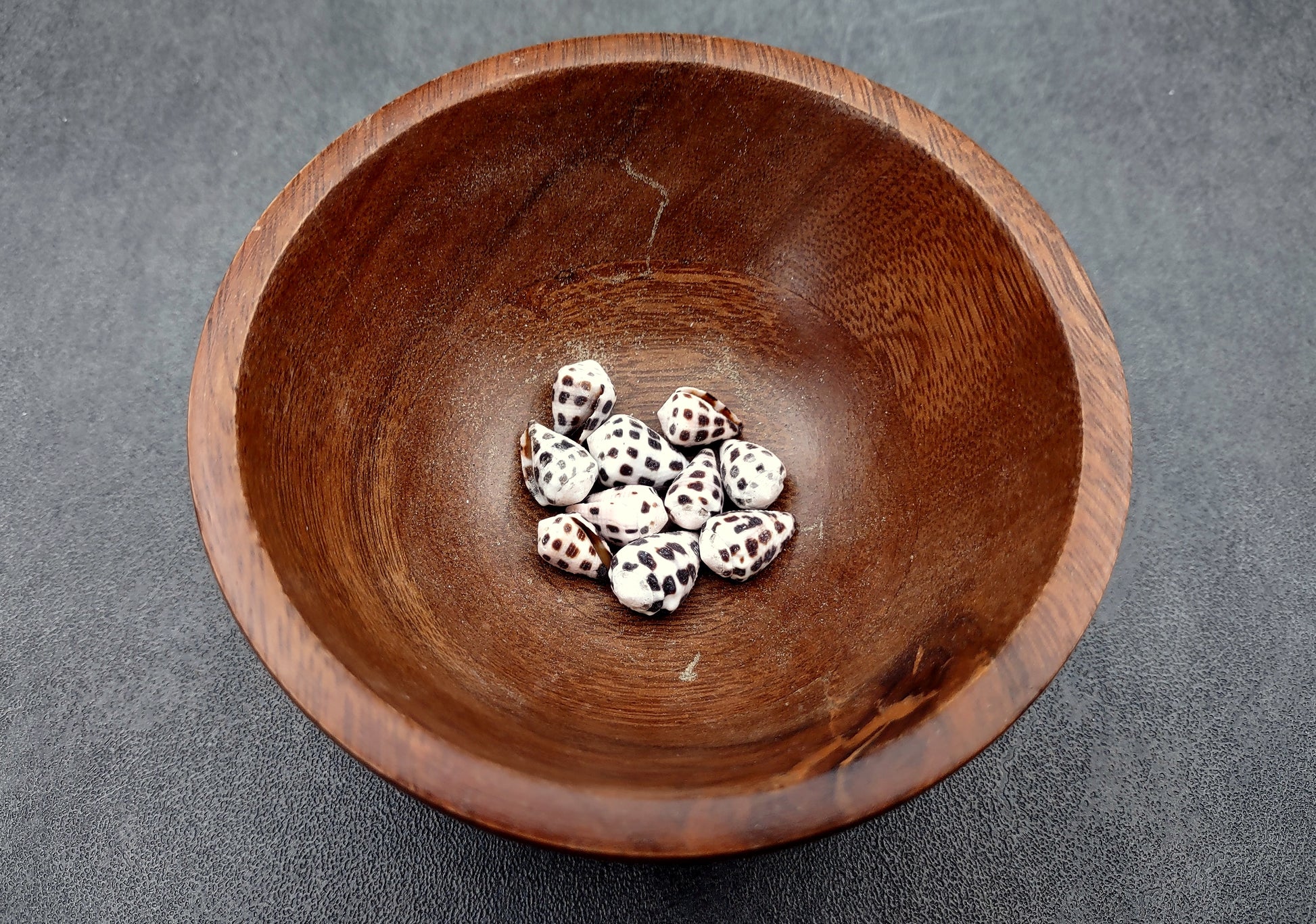 Photo of Extra Small Hebrew Cone Seashells Conus Ebraeus (5 shells approx. 0.25+ inches). Copyright 2024 SeashellSupply.com