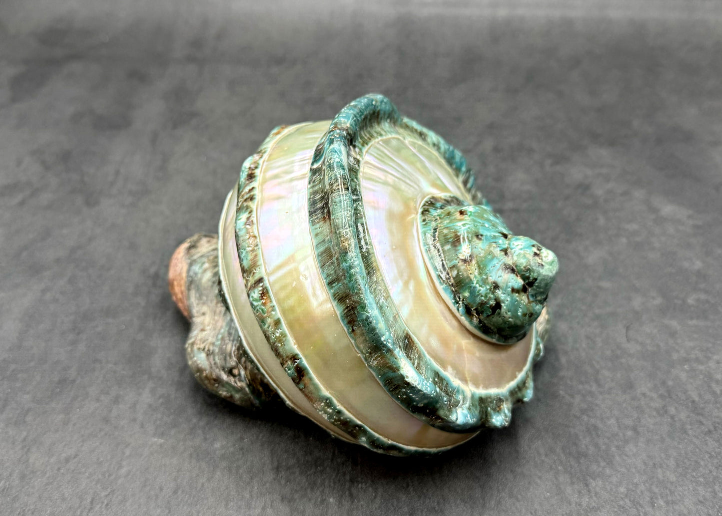 Giant Banded Turbo Shell Turbo Marmoratus (1 shell approx. 7+ inches) Great shells for coastal decor, & collection