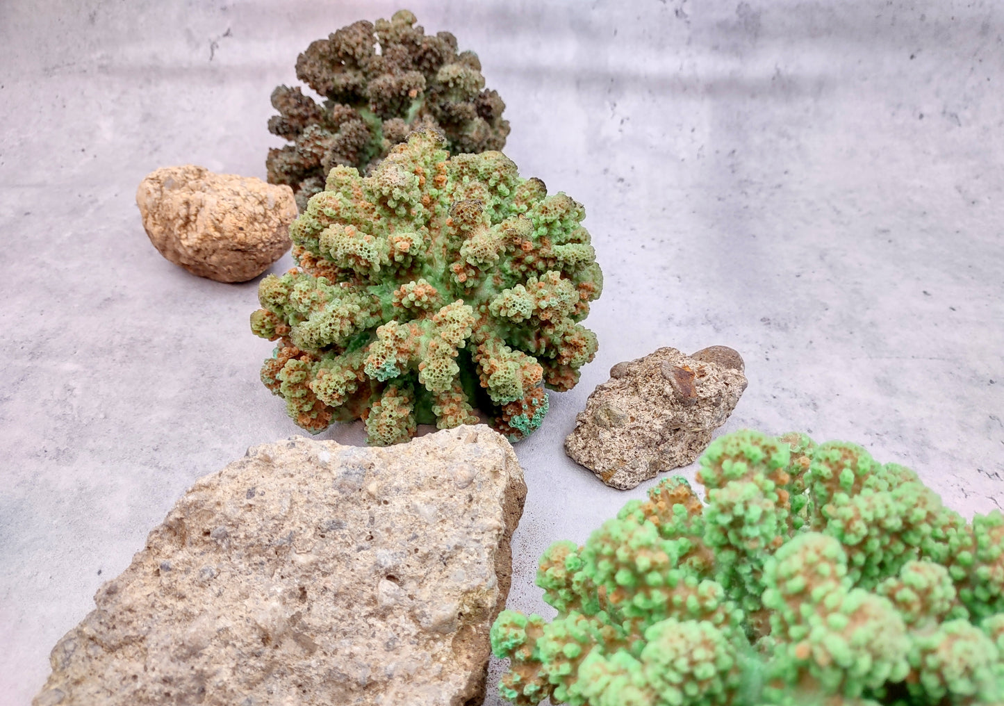 Green FAUX Cluster Coral - Pocillopora Elegans - 1 faux coral approx. 5Wx3Dx4T on light background Copyright 2024 SeaShellSupply.com.