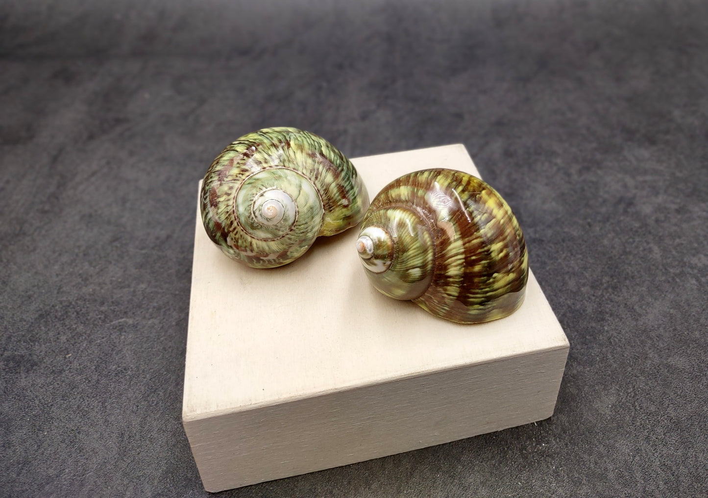 Variegated Turbo Seashells Turbo Vareigatus (2 shells approx. 2+ inches) Adorable turbo shell special for any coastal art project!