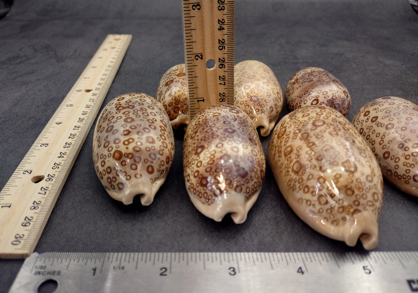 Eyed Cowrie Seashell - Cypraea Argus - (1 shell approx. 2.5-3 inches). Two shells, one showing the ribbed jagged edge of the wrapping of the shell and the other showing the outside design. Copyright 2022 SeaShellSupply.com.