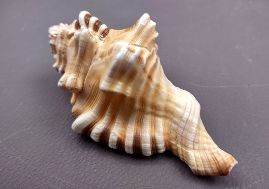 Perry's Triton Seashell Cymatium Peryii (1 shell approx. 3+ inches) Special shells for coastal crafting decor & collections!
