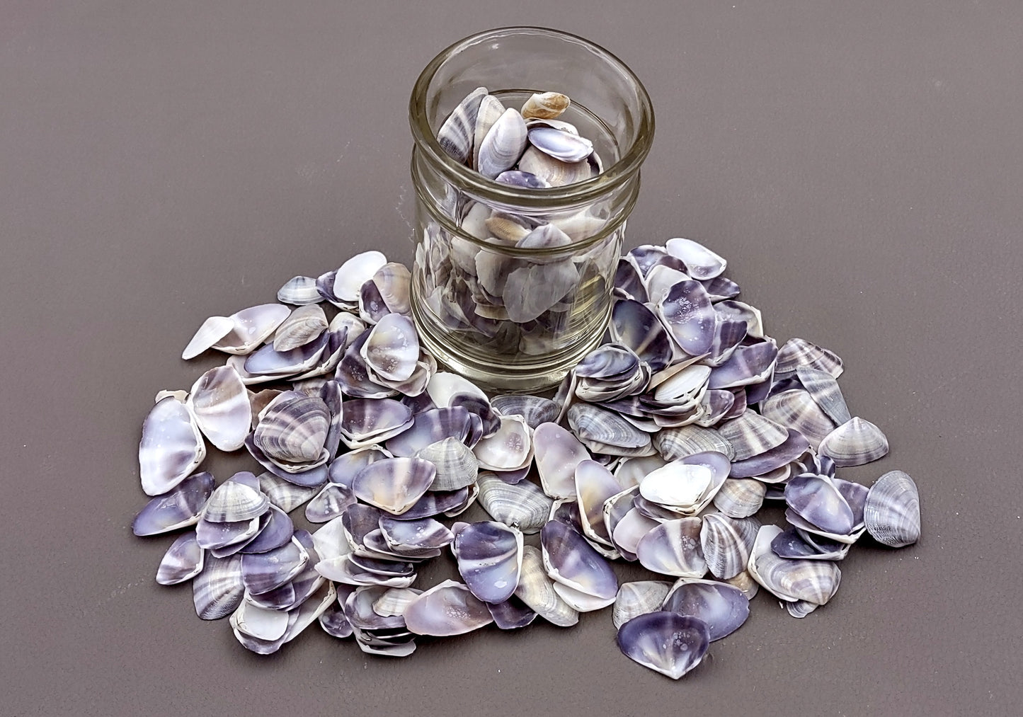 Purple/White Coquina Shells - Donax Variabilis - (1/2 cup approx. 80-100 shells .5-1 inch). Multiple purple and light pink ombre shells with a little white in a pile. Copyright 2022 SeaShellSupply.com.