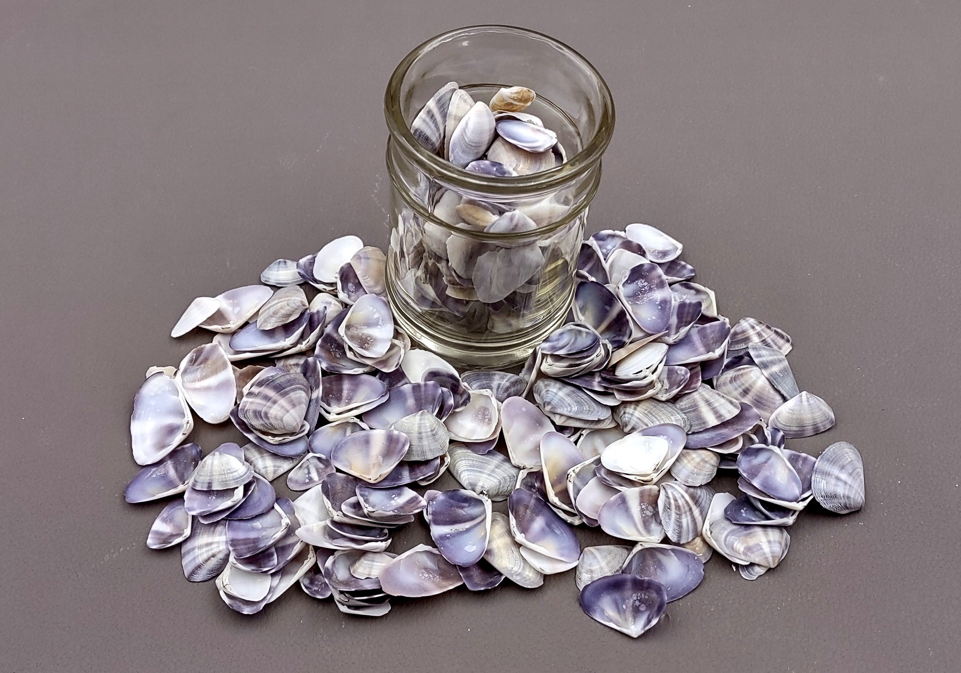 Purple/White Coquina Shells - Donax Variabilis - (1/2 cup approx. 80-100 shells .5-1 inch). Multiple purple and light pink ombre shells with a little white in a pile. Copyright 2022 SeaShellSupply.com.