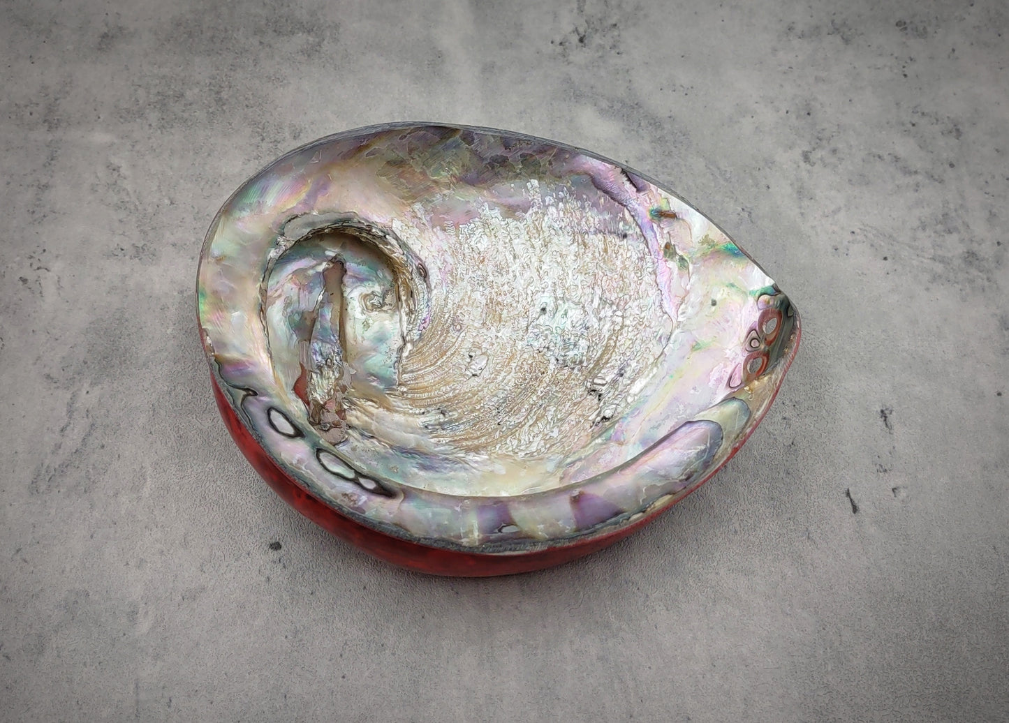Polished Solid Dyed Red Abalone Midas Seashell Haliotis Midae (1 shell approx. 5+ inches) Red Abalone shell for display arts & crafts!