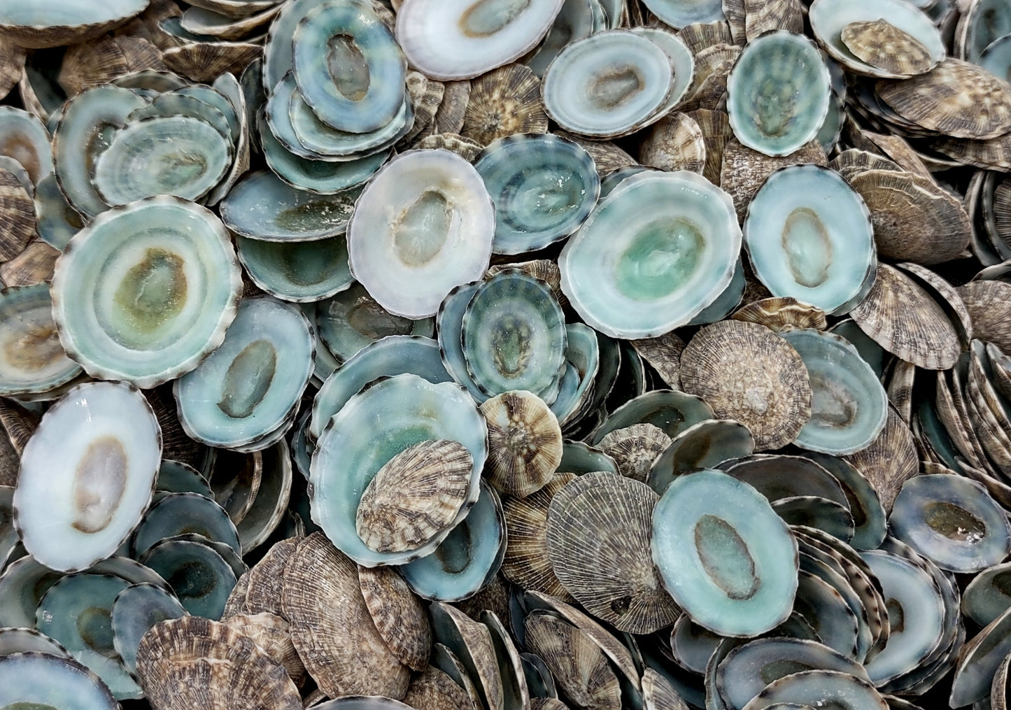 Green Limpet Seashells - Sutorria Mesoleuca - (approx. 20+ shells .5-1 inch)
Pile of small brown shell halves with greenish white interior.
Copyright 2022 SeaShellSupply.com