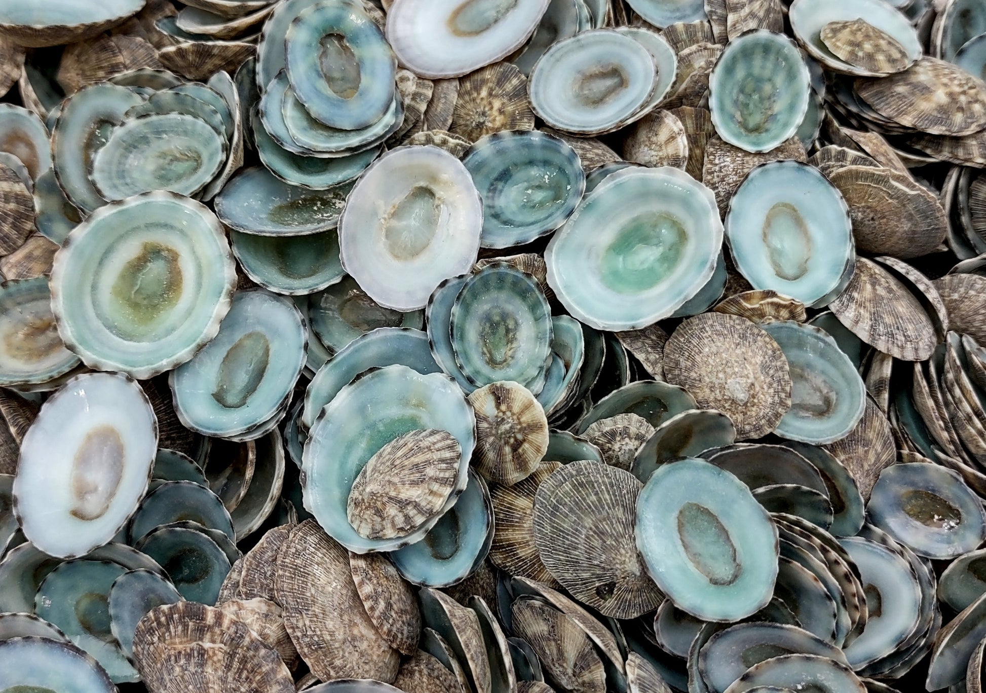 Green Limpet Seashells - Sutorria Mesoleuca - (approx. 20+ shells .5-1 inch)
Pile of small brown shell halves with greenish white interior.
Copyright 2022 SeaShellSupply.com