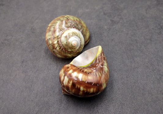 Variegated Turbo Seashells Turbo Vareigatus (2 shells approx. 2+ inches) Adorable turbo shell special for any coastal art project!