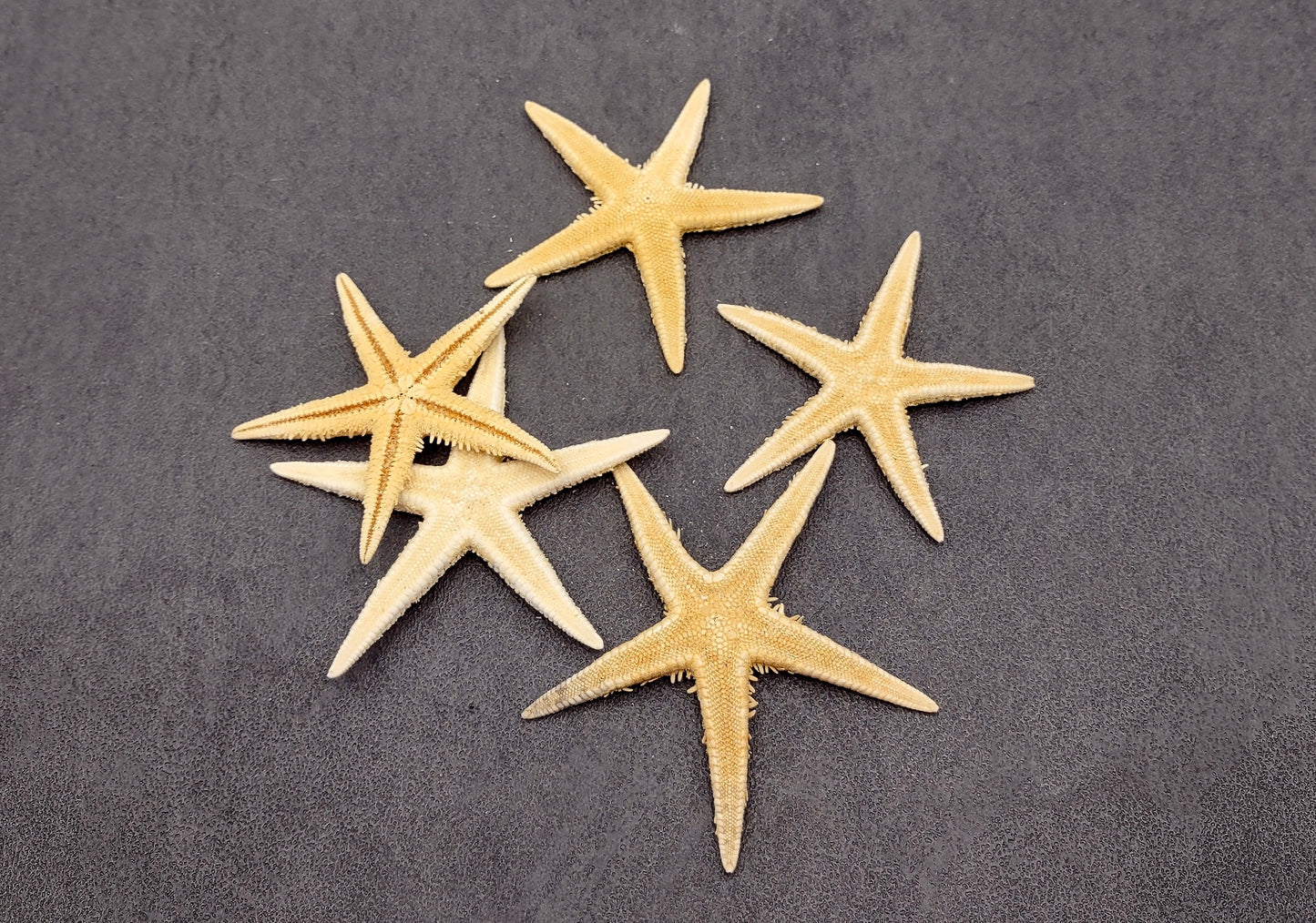 Philippine Spiny Starfish Marthasterias Glacialis (5 starfish approx. 2+ inches) Great for coastal crafting décor & collections!