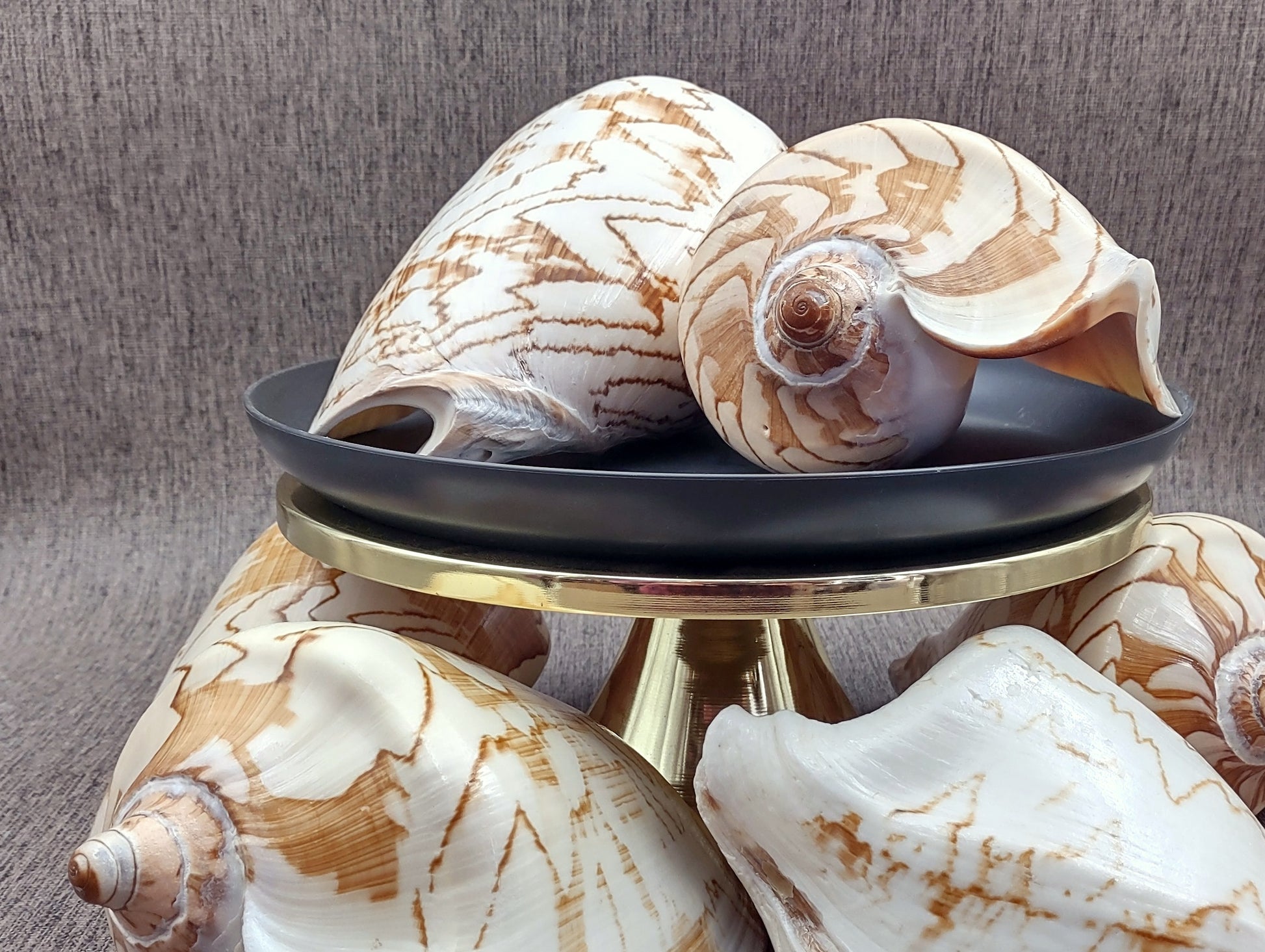  Noble Volute Seashell Voluta Nobilis (1 shell approx. 6+ inches) Perfect shells for coastal crafting decor & collections! One white shell with different tan designs on it and a wide opening. Copyright 2022 SeaShellSupply.com.