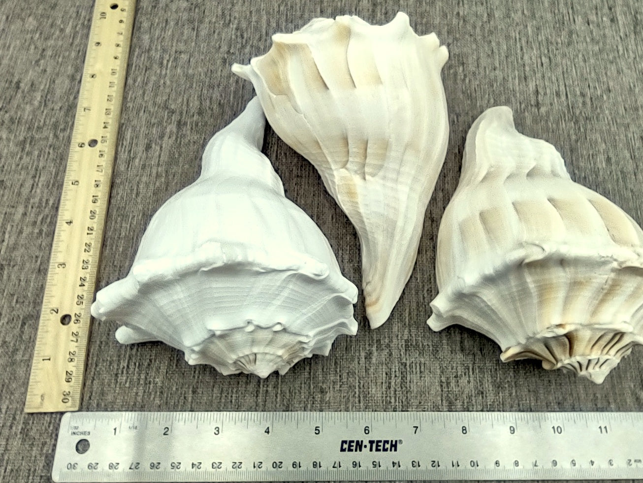 Left Handed Lightning Whelk Seashell Busycon Contrarium (1 shell approx. 7+ inches) Perfect shells for coastal crafting decor & collections! Light tan spiral shell with smaller spikes. Copy right 2024 SeaShellMart.com
