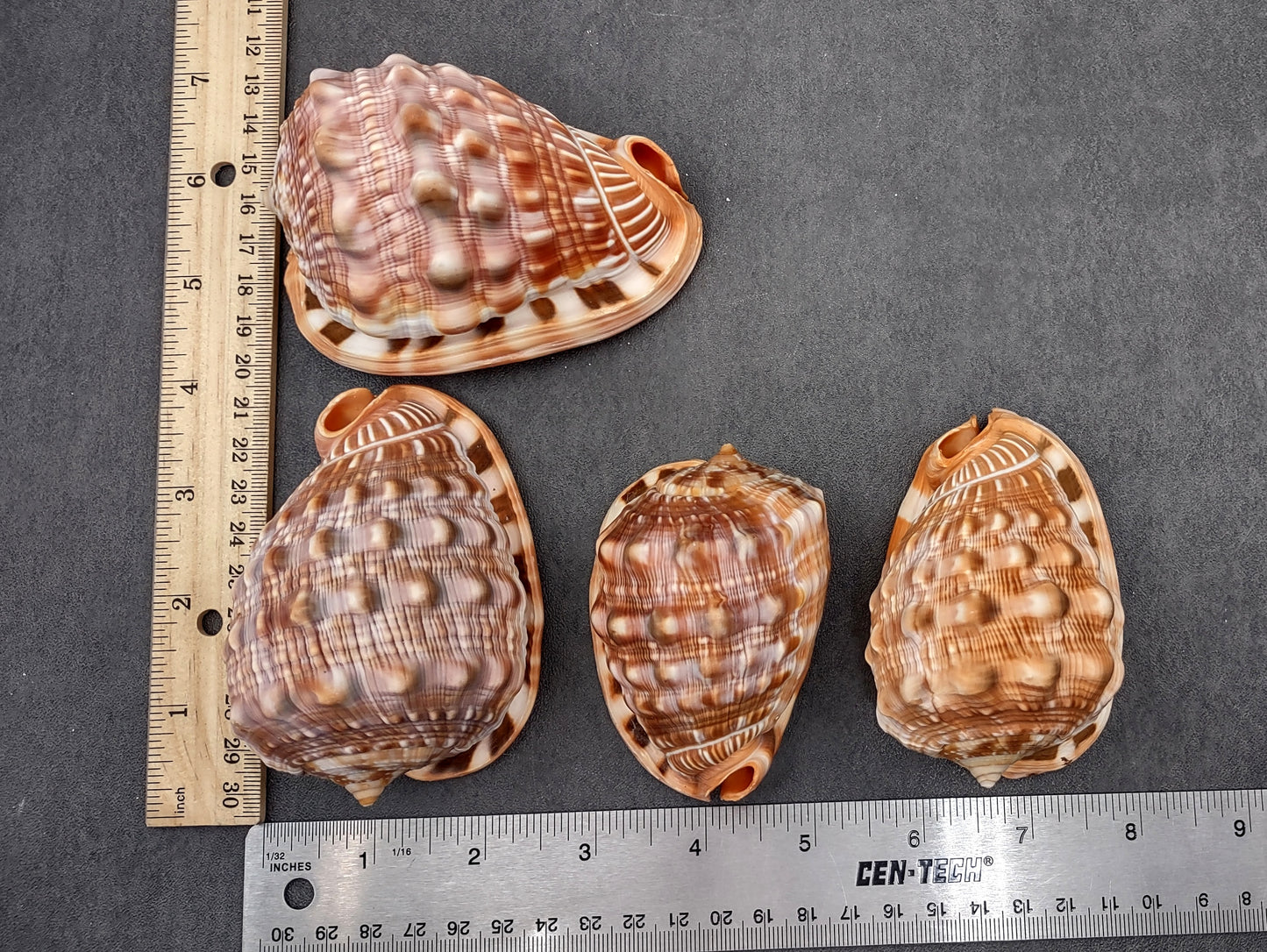 Baby Bull's Mouth Helmet Shell (3-4") - Cassis Rufa