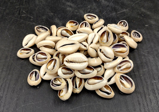 Cut Top Purple Top Cowrie (Approx. half cup 55+ shells 0.5+ inches) Sliced shells for crafting & display! Tan and purple small shells, perfect for jewelry making. Copyright 2024 SeaShellMart101.com