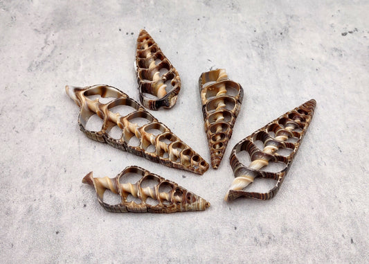 Center Cut Telescope Seashells Sliced Telescopium (5 shells approx. 2+ inches) Sliced Telescope Shell great for crafting decor & collecting!