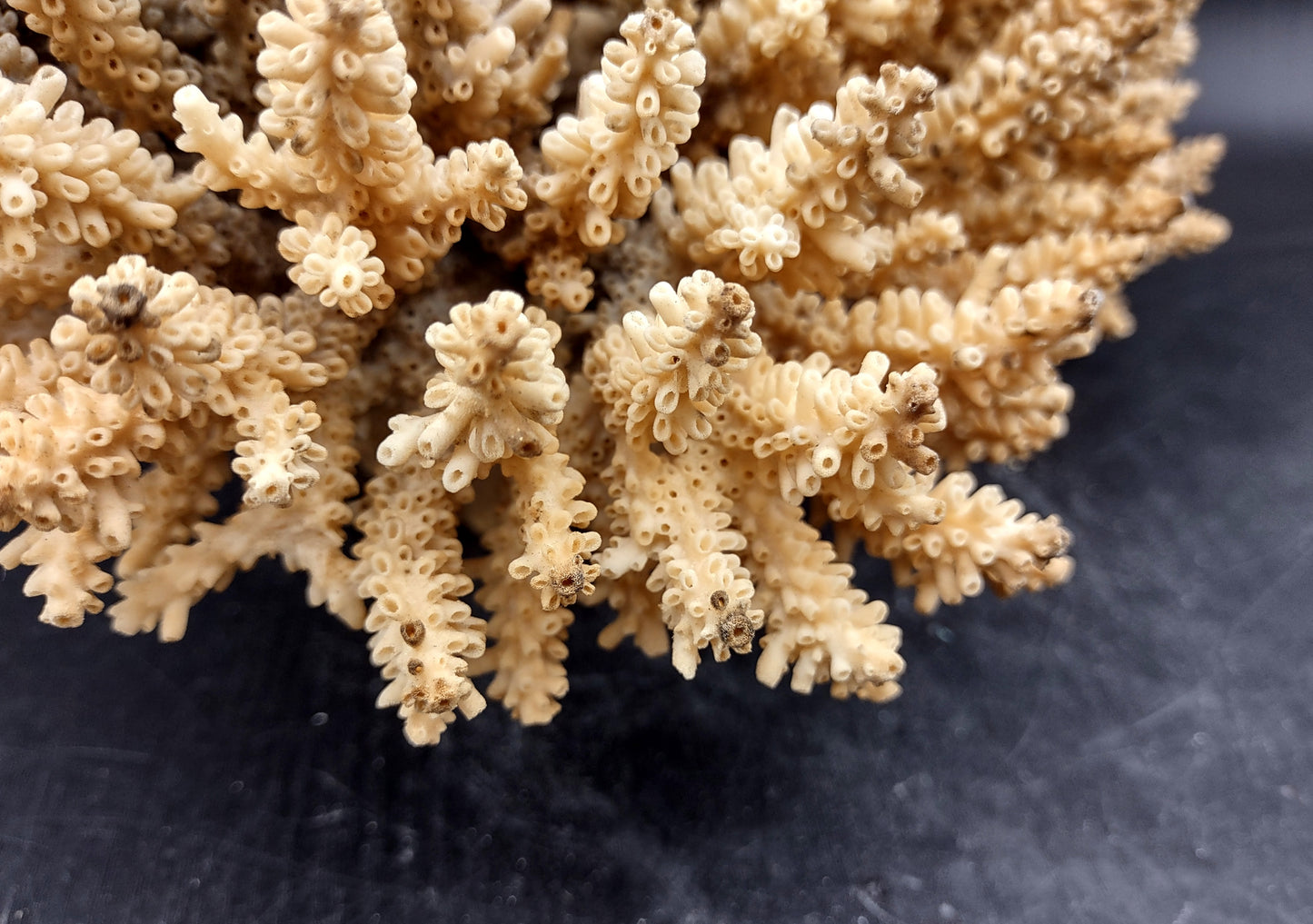 Image of Off White Natural Table Coral Large Cluster Acropora Latistella (1 coral approx. 12L x 7H x 9D inches) Copyright 2024 SeashellSupply.com
