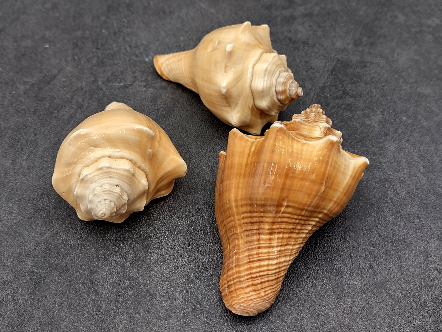 Vole Seashells Pugilina Cochlidium (3 shells approx. 2.5+ inches) Shells beautiful to add to any collection display or crafting project!