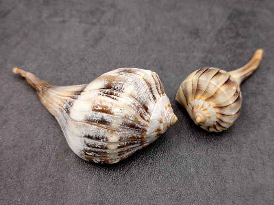 Left Handed Lightning Whelk Seashells Busycon Contrarium (2 shells approx. 2+ inches) Shells for coastal crafting decor & collections!
