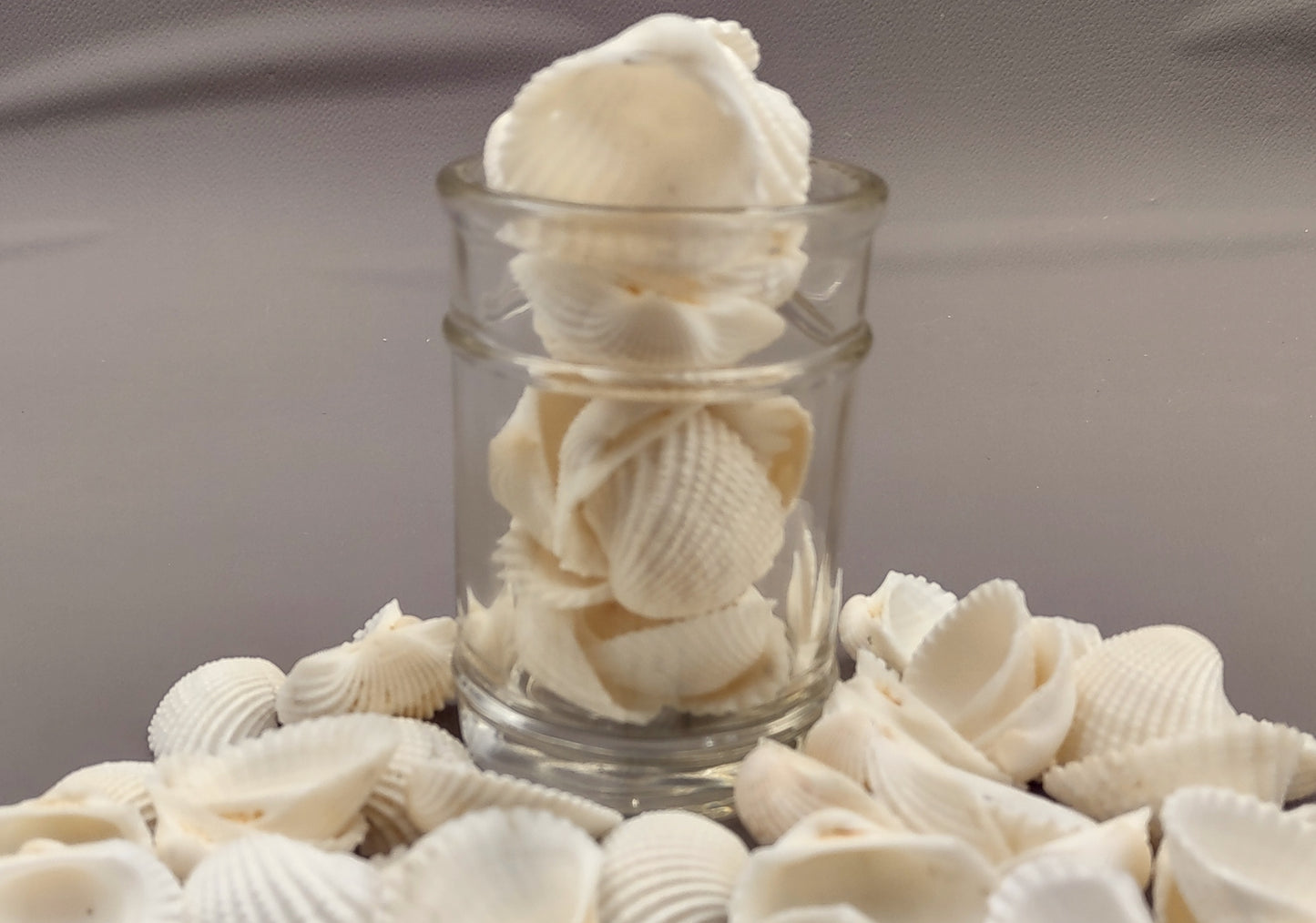 White Ark Clam Seashells Tegillarca Granosa (approx. 20+ shells 1+ inches). An assortment of small white clam shells. Copyright 2024 SeaShellSupply.com.