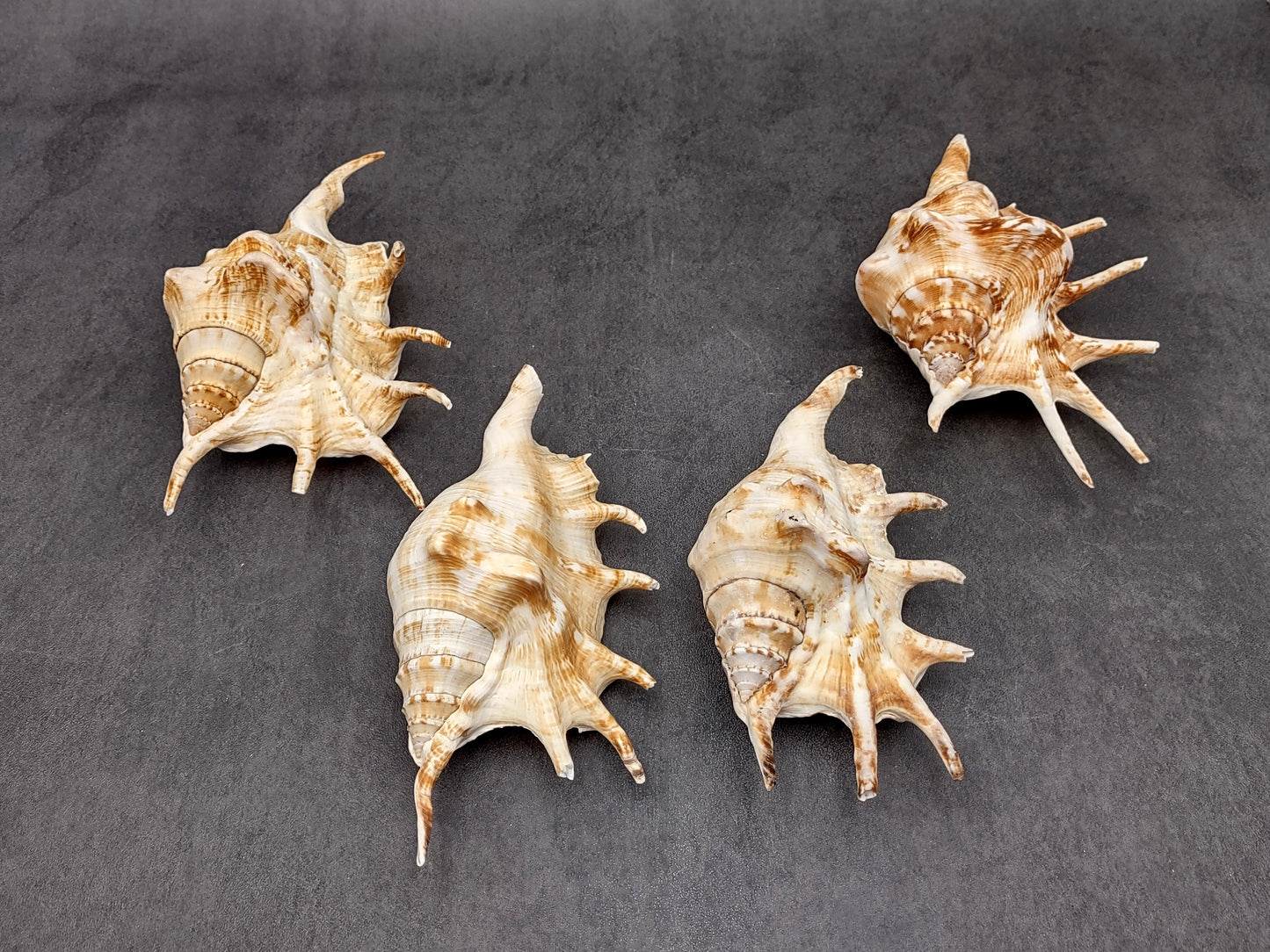 Spider Conch Seashell Lambis Lambis (1 shell approx. 5+ inches) Conch shell great for coastal crafting displays and collections! Spiked brown and white glazed shell. Copyright 2024 SeaShellMart.com