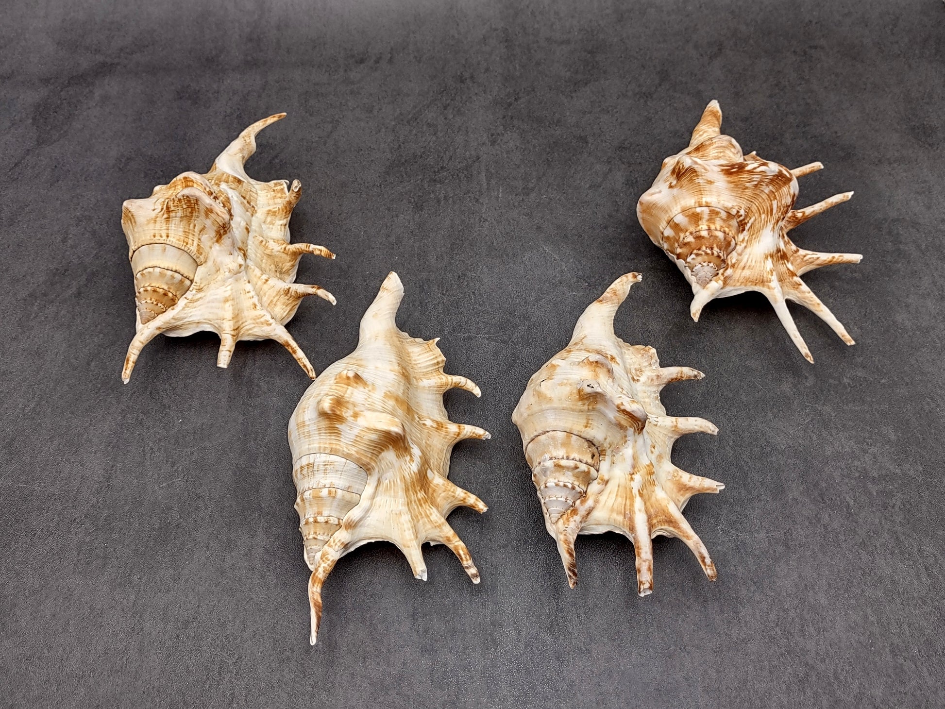 Spider Conch Seashell Lambis Lambis (1 shell approx. 5+ inches) Conch shell great for coastal crafting displays and collections! Spiked brown and white glazed shell. Copyright 2024 SeaShellMart.com