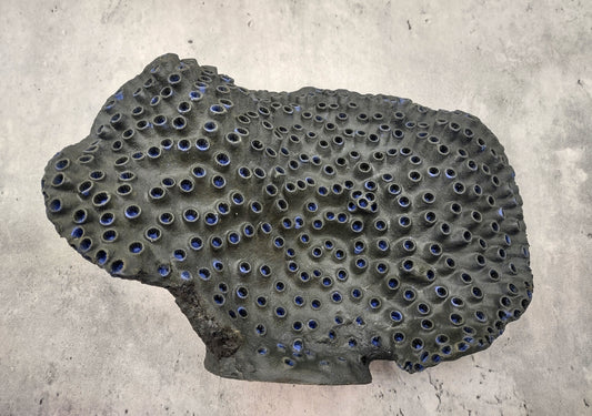 Black Cup FAUX Sun Coral - Tubastrea Peltata - (1 Coral Approx. 10Wx7Dx4T inches). A wide solid black sea fan with several holes and imprints, and a strong round like shaped base. Copyright 2022 SeaShellSupply.com.