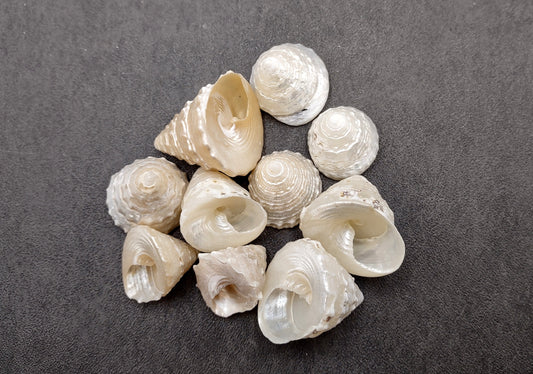 Pearlized Trochus Seashell Trochus Niloticus (10 shells approx. 0.75+ inch) Neat shells for coastal crafting décor & collections!