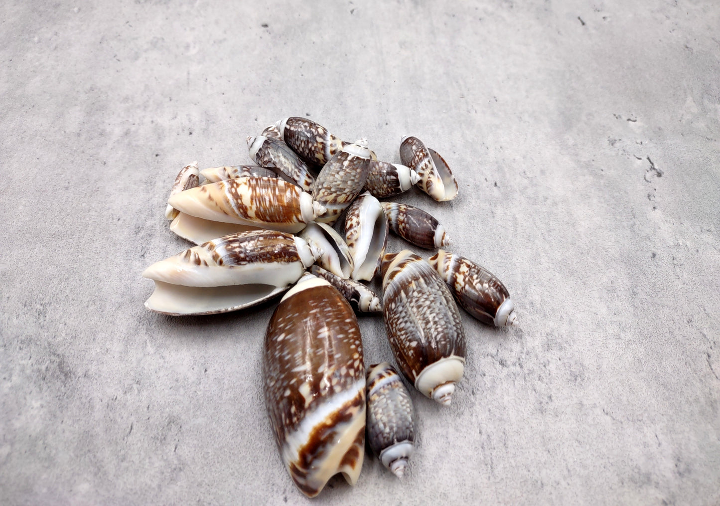 Dark Olive Seashell Assortment (approx. half cup 20+ shells 1-1.75+ inches) Great shells for coastal crafting and collections!