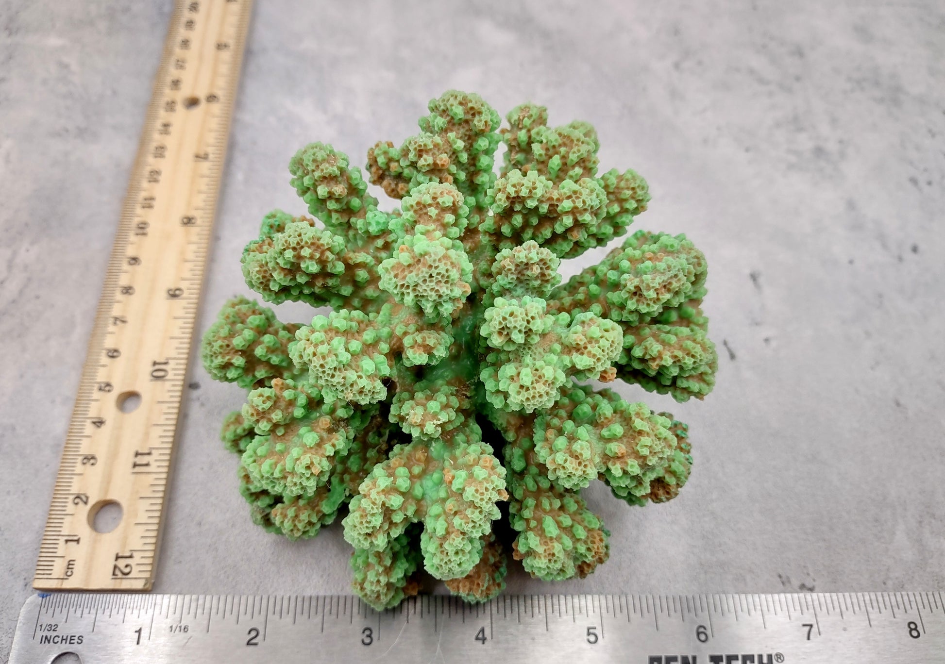 Green FAUX Cluster Coral - Pocillopora Elegans - 1 faux coral approx. 5Wx3Dx4T on light background Copyright 2024 SeaShellSupply.com.