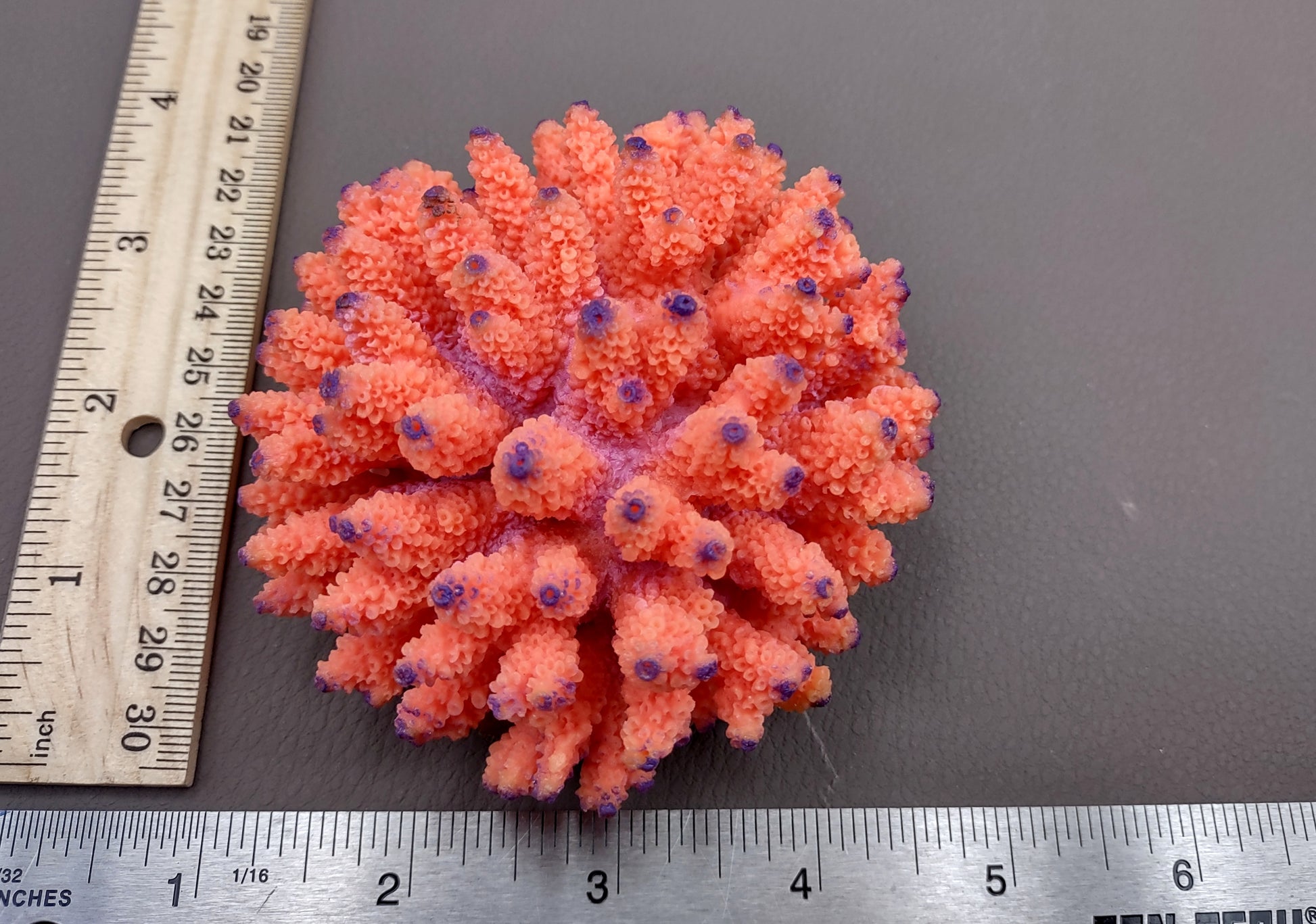 Orange FAUX Finger Coral Acropora Nasuta (1 FAKE Coral approx. 4Wx3Tx4D inches) Perfect coral for any coastal display! Orange round spike coral with a purple tip. Copyright 2024 SeaShellMart.com.