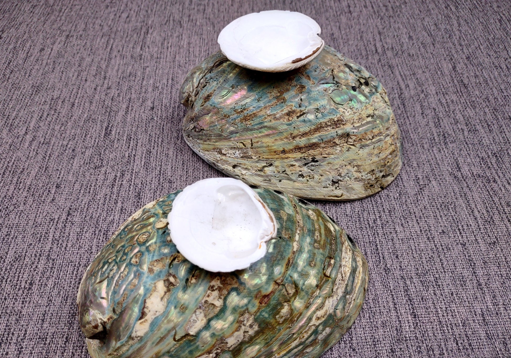 Paua Abalone Seashell Dish with Stand (1 shell approx. 5-5.5+ inches) Copyright 2024 SeashellSupply.com