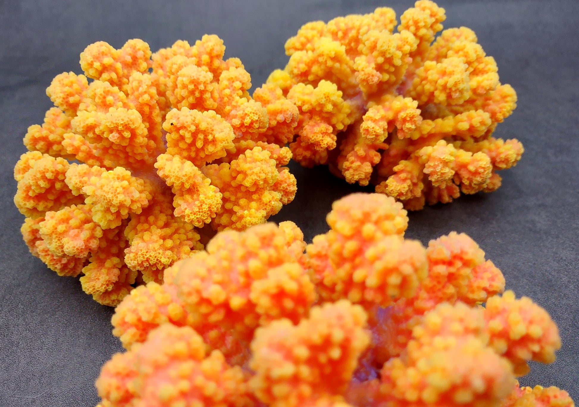 Yellow Faux Coral Cluster - Pocillopora Elegans - (1 FAUX Coral approx. 5Wx3Dx4T). Orange and pink tinted fluffy heavily textured coral cluster with many arms. Copyright 2024 SeaShellSupply.c