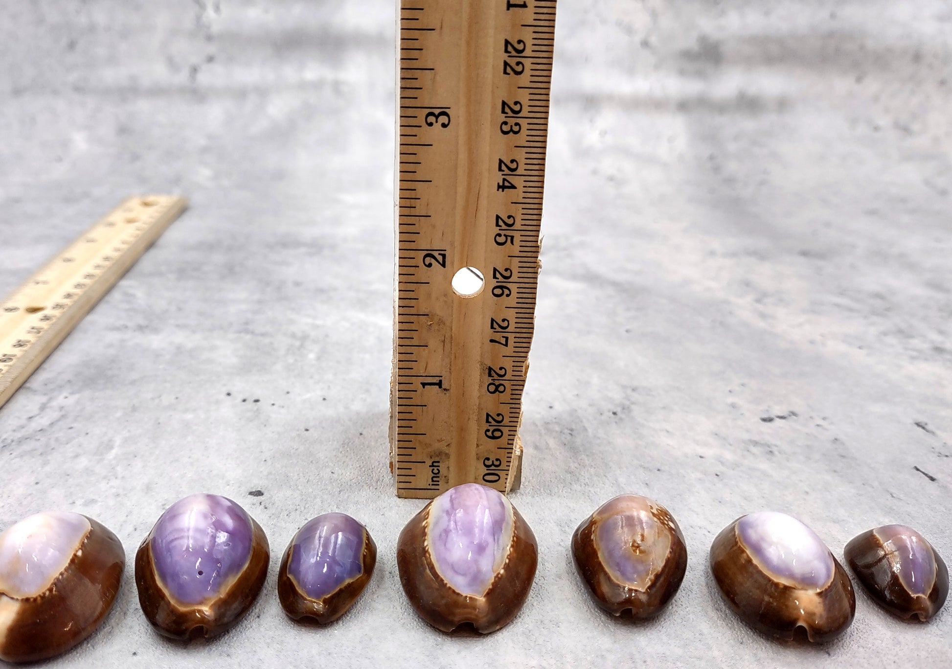 Purple Top Serpent Head Cowrie Shells (10 pcs.) - Cypraea Caputserpentis. Multiple purple and white shells rimmed with brown in a pile. Copyright 2024 SeaShellSupply.com.