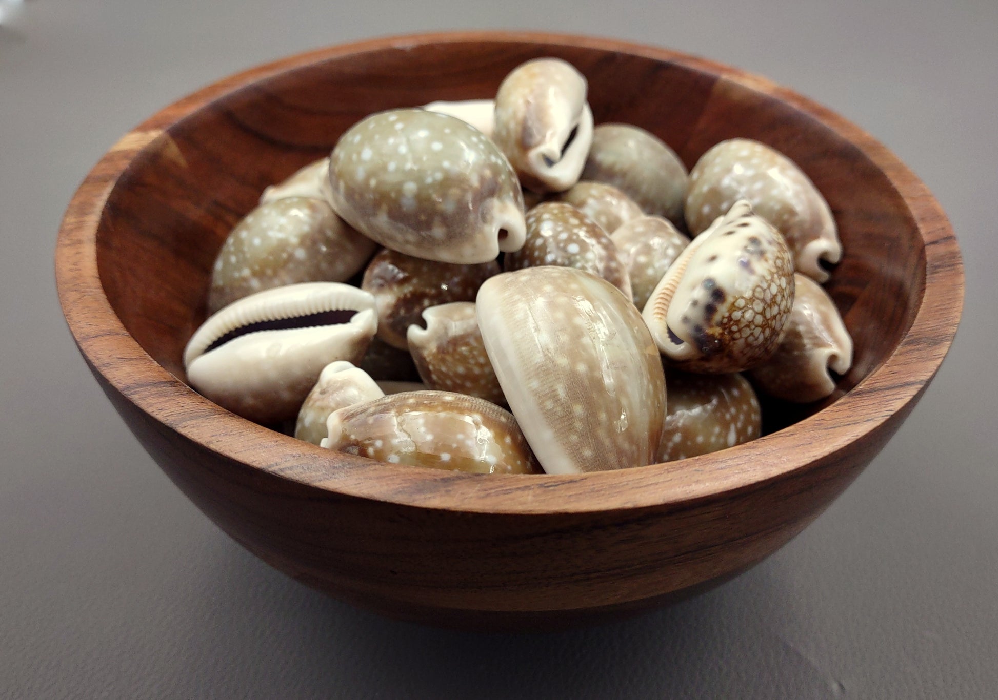 Calf Cowrie Shells - Cypraea Vitellus - (4 shells approx. 2 inches). multiple tan and white spotted shells with teal stripe in pile. Copyright 2022 SeaShellSupply.com.