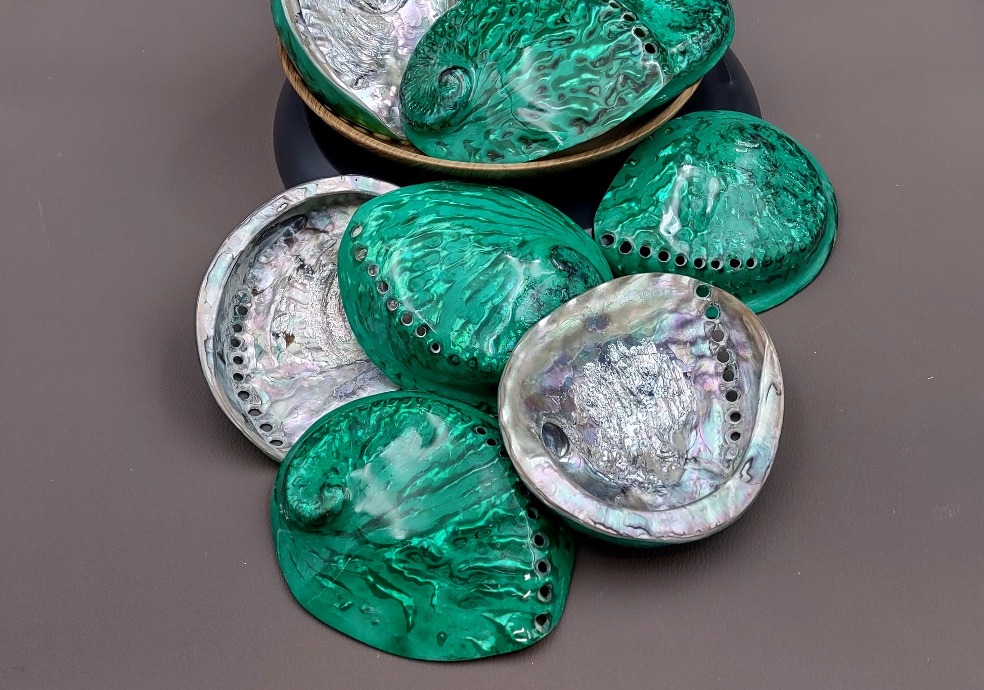 Polished Green Midas Abalone - Haliotis Midae - (1 shell approx. 5-6 inches). One pretty flat multi shaded green wide shell. Copyright 2022 SeaShellSupply.com.