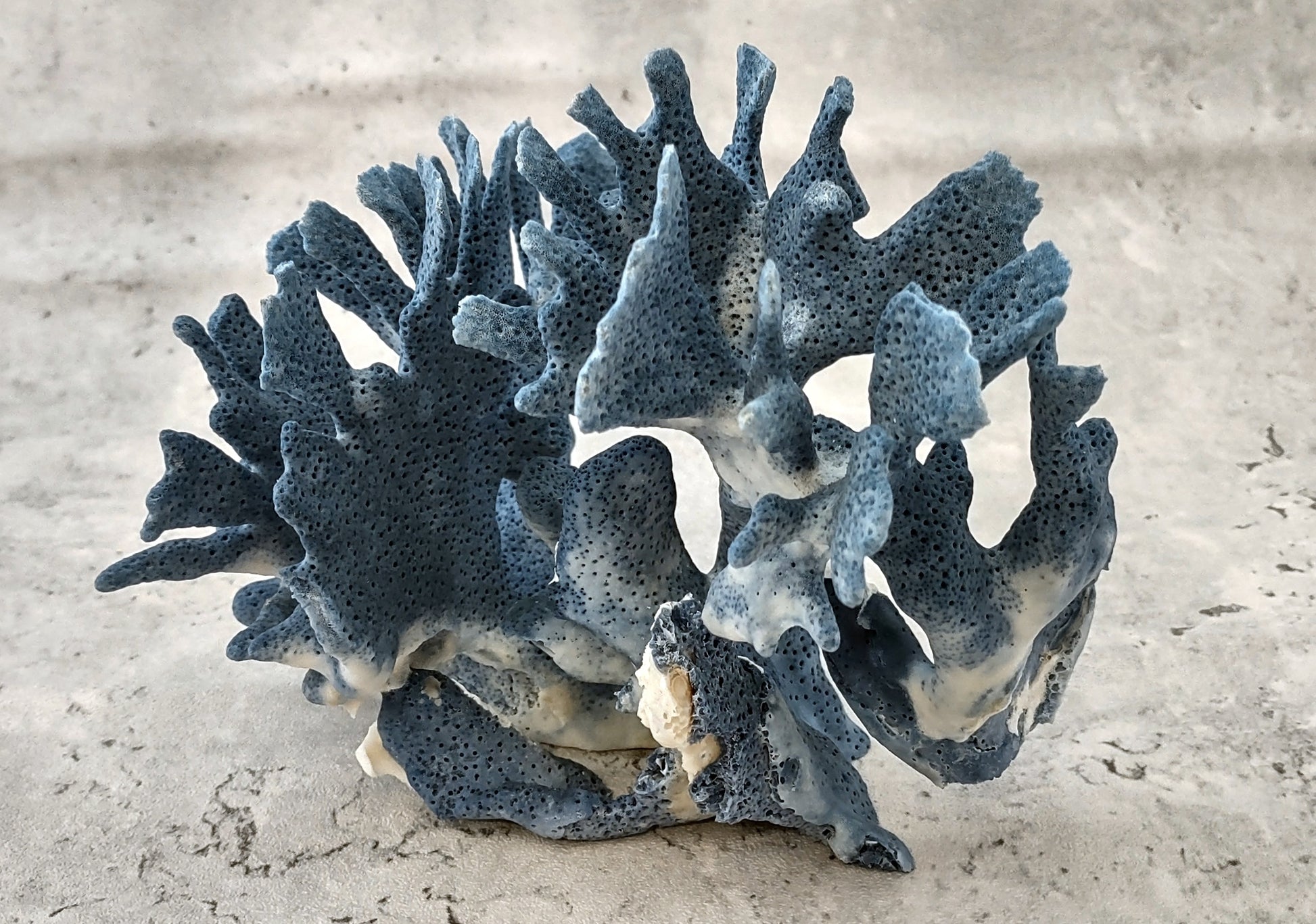 Blue Coral Cluster - Heliopora Coerula - (1 coral cluster 5-7 inches). Blue and white coral set with multiple tiny holes. Copyright 2022 SeaShellSupply.com.