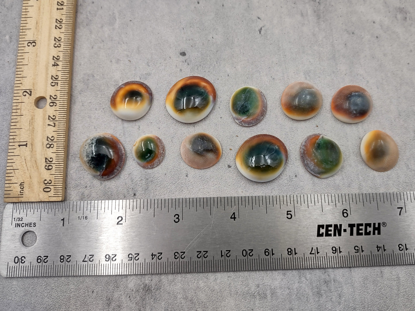 Cats Eyes Seashells Turbo Opercula (5 shells approx. 1+ inch) Unique shells for coastal crafting décor & collections!