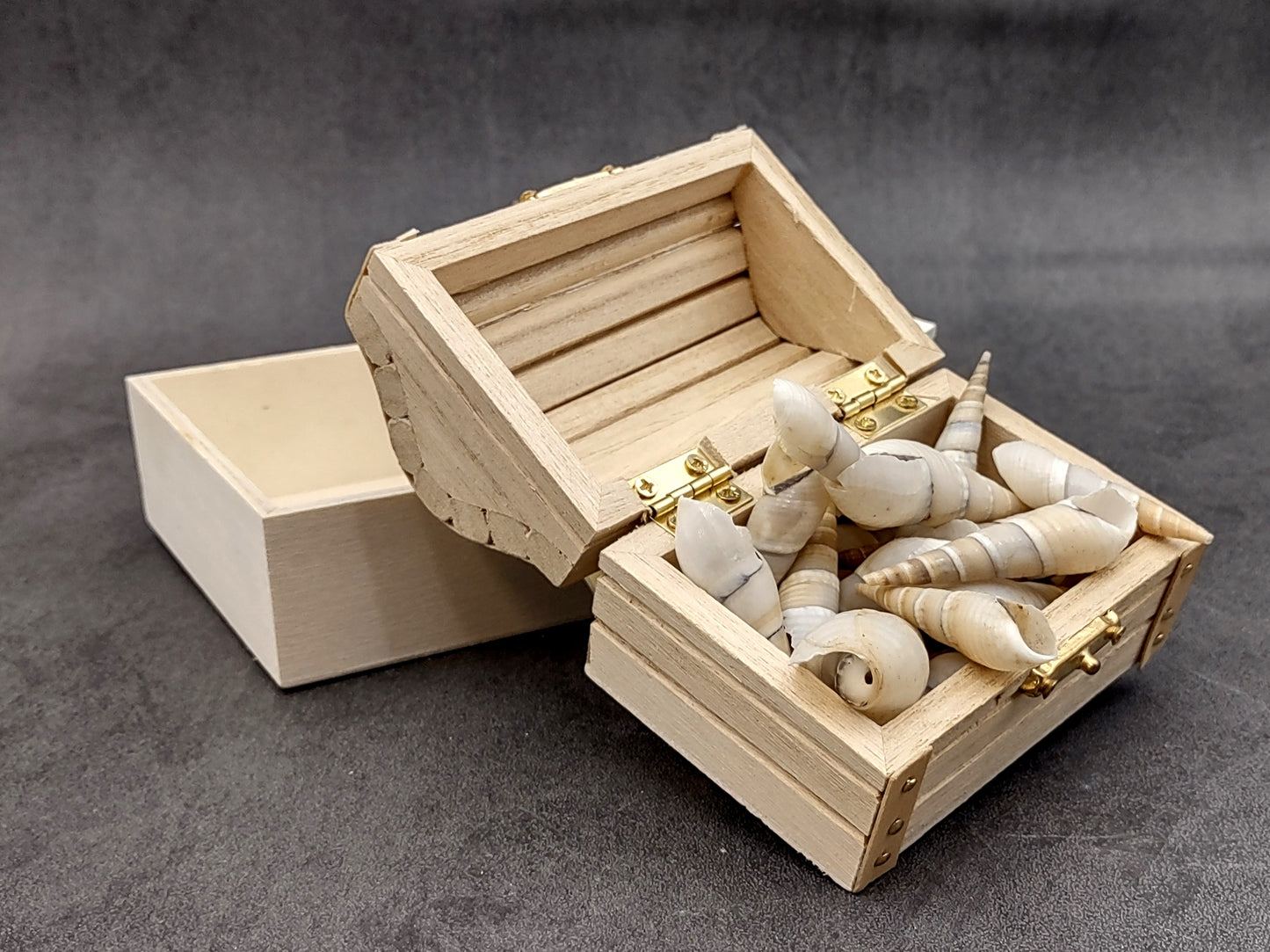 White Bullia Seashells Bullia Annulate (20 shells approx. 1.5+ inches) Adorable shell for any coastal collection crafting & display!