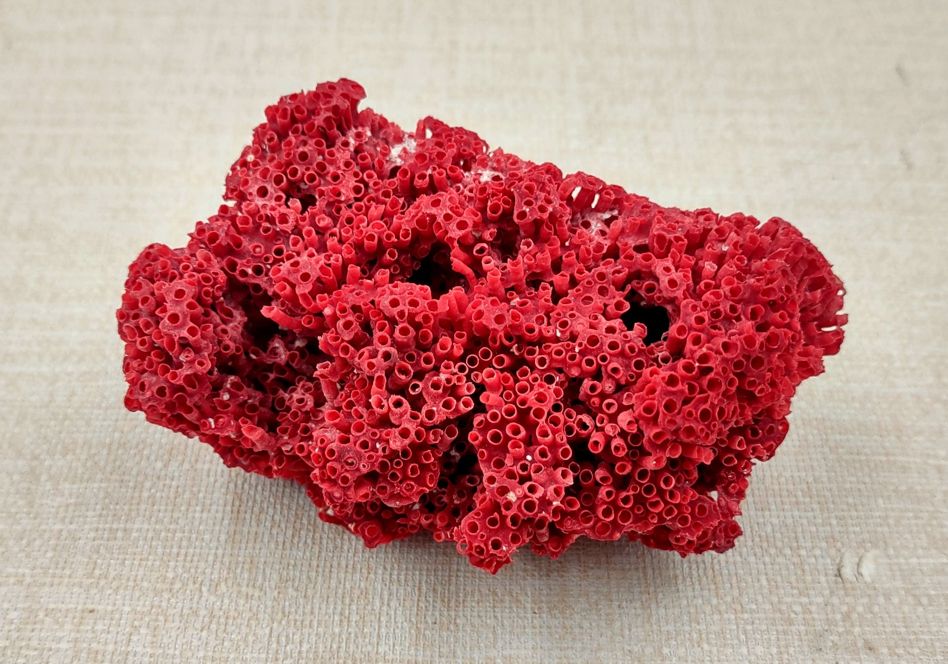Red Pipe Organ Coral Tubipora Musica (1 coral approx. 3+ inches) Copyright 2024 SeashellSupply.com