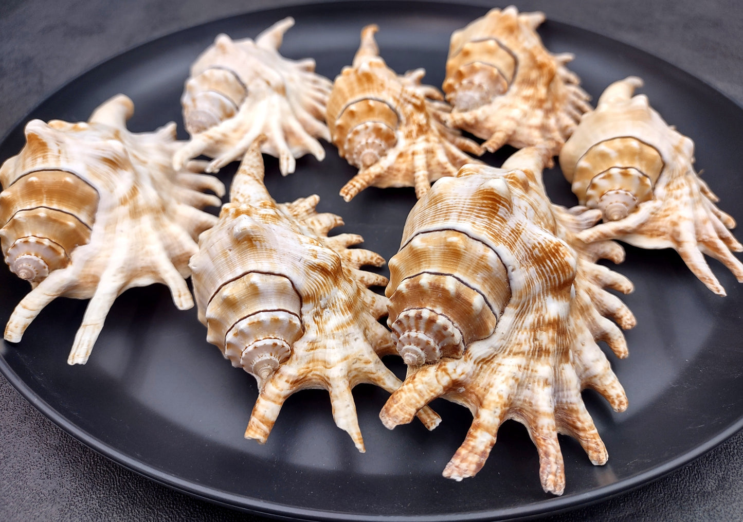 Millipede Conch Seashell Lambis Millepeda (1 shell approx. 4+ inches) Conch shell great for coastal crafting display & collections.